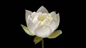4K time Lapse footage of blooming white lotus flower from bud to full blossom then back to bud isolated on black background, close up backlit shot side view. - Powered by Shutterstock - Get 15% off with code: PIKWIZARD15