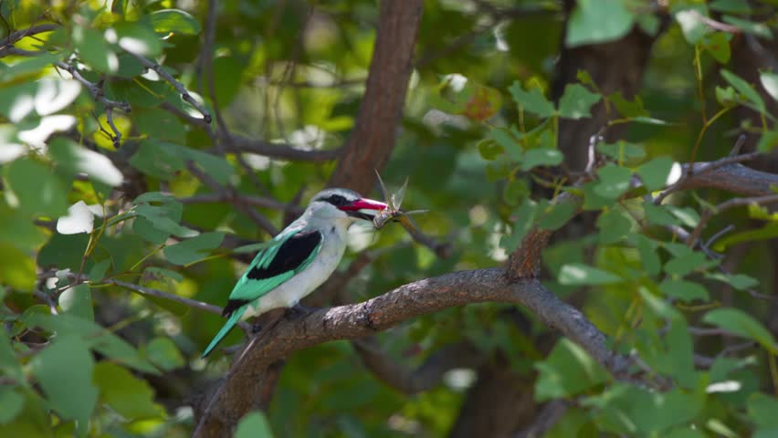 Woodland Kingfisher bird perching on tree branch with insect in beak.