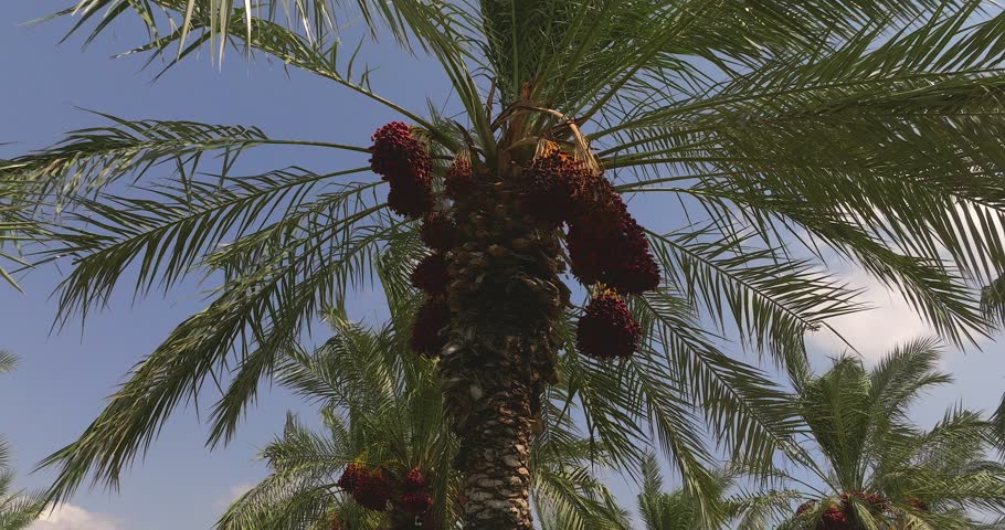 Clusters of ready for harvest Red Dates and blue cloudy sky in the background, Drone footage