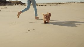 Woman running in slow motion with her Havanese dog at the sandy beach on a sunny summer day. Feeling playful and carefree, enjoying beach day by the blue sea. - Powered by Shutterstock - Get 15% off with code: PIKWIZARD15