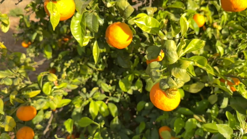 Orange mandarin tree. Orange fruit farm field. Vibrant orange citrus fruits in garden. Mandarin trees at farm plantation cultivated in Mediterranean. Harvest season in Spain. Citrus Tangerine plant. Royalty-Free Stock Footage #1104908521