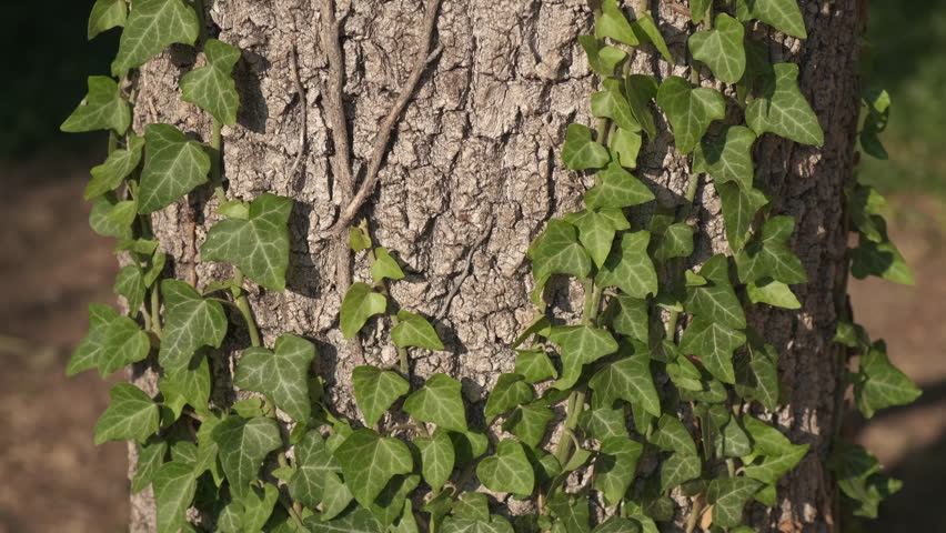 Family activists hugs tree. A family activists embrace the tree with hands during nature day.
