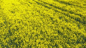 Blooming rapeseed field on a sunny day. Flying above stunning yellow rape fields in spring. Vegetable raw materials for biofuel production - biodiesel. Slow motion video,