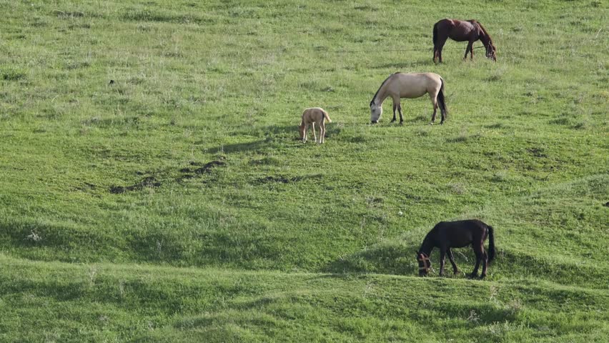 Three adult horses and one foal grazing on a green meadow with lush grass at sunset. Pasture of rural horses on mountain lawns. Agriculture, the use of horse labor in work.