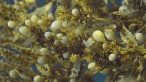 Vertical video, Close-up of Seaweed Brown Sargassum on seagrass meadow bobbing on blue water background in bright sun rays, Slow motion. Underwater seascape with Brown Sargassum algae