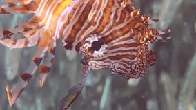 Vertical video, Red Lionfish or Common Lionfish (Pterois volitans) hunting floats inside a large shoal of Hardyhead Silverside fish (Atherinomorus forskalii) on sunshine, Close up, Slow motion