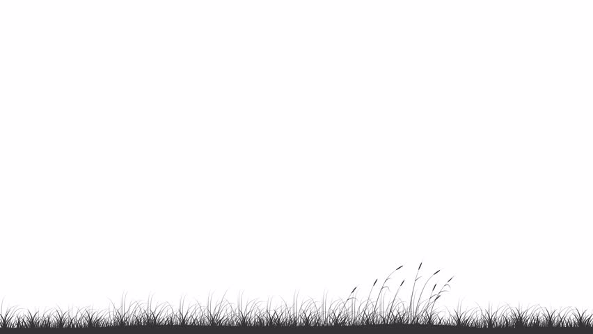Animated farm field backdrop. Crops waving on wind. Growing plants. Agriculture. Looped flat chalk 2D cartoon landscape animation video in HD with rural area on transparent white background