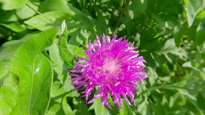 Blooming of Celestial cornflower flowers (Centaurea dealbata). Spring in botanical garden with Compositae family plants. Beautiful floral background. 4K video (Ultra High Definition). Royalty-Free Stock Footage #1104924311