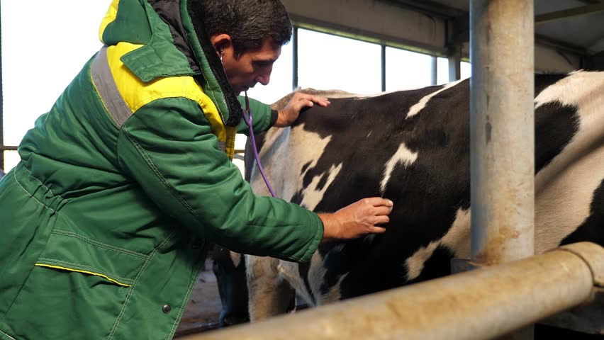 A veterinarian on a livestock farm checks the health of cows with a stethoscope, a place to copy. The doctor works on a livestock farm. Royalty-Free Stock Footage #1104924909
