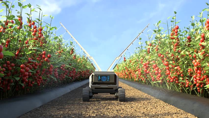 Agricultural robots work in smart farms, Robot spraying fertilizer in the Tomato plants, Smart agriculture farming concept. Royalty-Free Stock Footage #1104925319