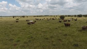 Herd of Cattle Grazing in a Green Field on a Partly Cloudy Day