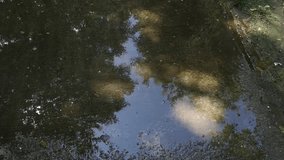 The reflection of green trees against the sky in the surface of a puddle in a city park - Powered by Shutterstock - Get 15% off with code: PIKWIZARD15
