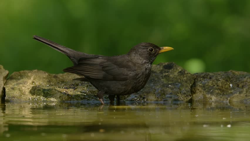 Common blackbird (Turdus merula) bathing in a forest pond. Royalty-Free Stock Footage #1104928289