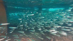 A video moving towards a school of sardines swimming under the wooden pier during daytime in Thailand