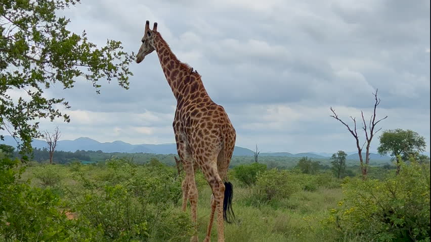 Tall giraffe walking in bush Kruger National Park grazing eating grass South Africa Big Five wandering wet season spring lush greenery Johannesburg wildlife cinematic slow motion circling motion