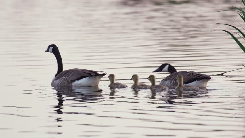 Canada geese swim along calm river with four cute goslings, smooth tracking