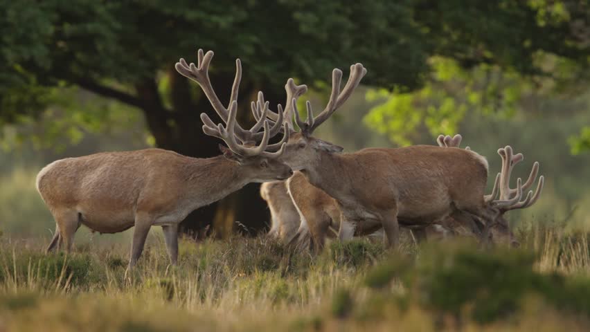 Red deer stags in bachelor group with imposing antlers interact, The Veluwe Royalty-Free Stock Footage #1104929031