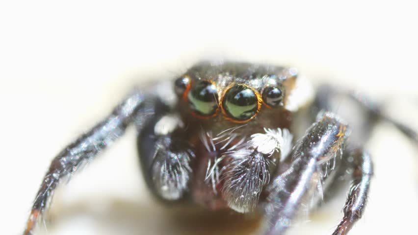 Little jumping spider looks into the camera. Tiny and tender spider moves its front claws and looks around. Arachnophobia, video macros and close-ups. Furry animals with many eyes.
