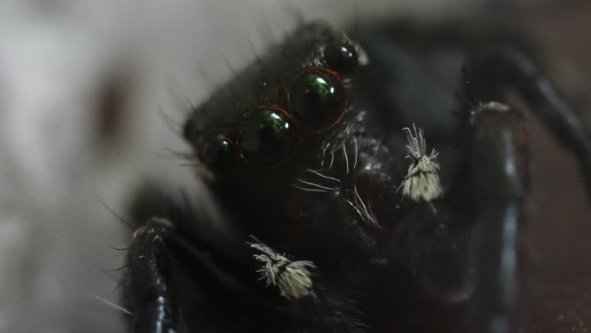 Little jumping spider looks into the camera. Tiny and tender spider moves its front claws and looks around. Arachnophobia, video macros and close-ups. Furry animals with many eyes.