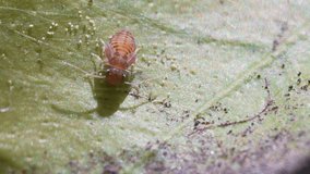 Small aphid stands on a leaf. Tiny red insect under cobweb threads. View of insects, nature and biodiversity. Ultramacro video of small garden bugs.