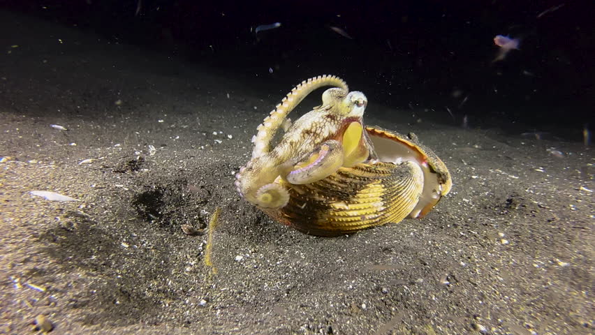 Coconut octopus feeding on plankton during night. Body half hidden in a folded cockle shell, octopus waves its tentacles in the water grabbing microorganisms that are prey. Medium to closeup shot Royalty-Free Stock Footage #1104935421