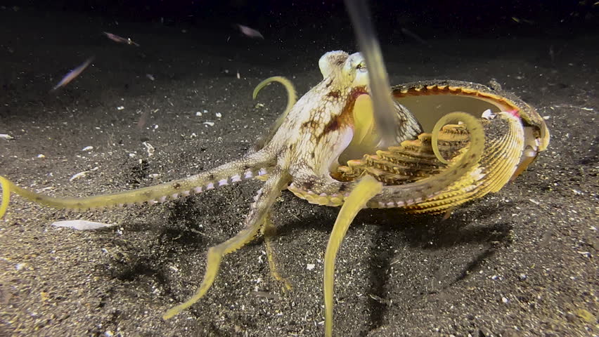 Coconut octopus feeding on plankton during night. Body half hidden in a folded cockle shell, octopus waves its tentacles in the water grabbing microorganisms that are prey. Closeup shot Royalty-Free Stock Footage #1104935593