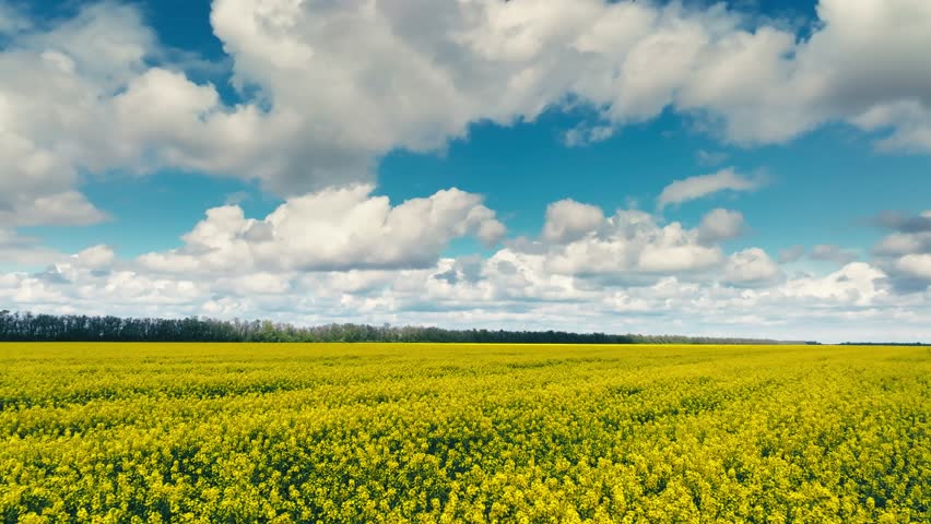 Blooming rapeseed field on a sunny day. Flying above stunning yellow rape fields in spring. Aerial view of raps field. Colorful field of yellow raps flowers. Slow motion video, Royalty-Free Stock Footage #1104936437