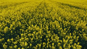 Blooming rapeseed field on a sunny day. Flying above stunning yellow rape fields in spring. Aerial view of raps field. Colorful field of yellow raps flowers. Slow motion video,