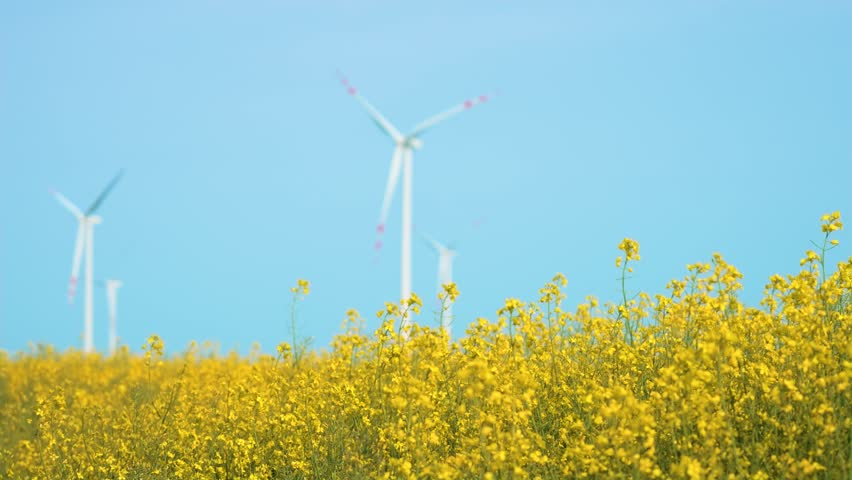 Yellow blooming rapeseed field panorama with wind turbine or generators. Work in agronomic farm for business and production organic food