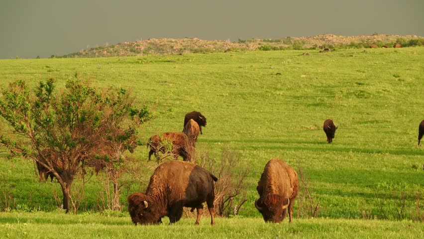Close up shot of cute Bison in Wichita Mountains National Wildlife Refuge at Oklahoma Royalty-Free Stock Footage #1104942239