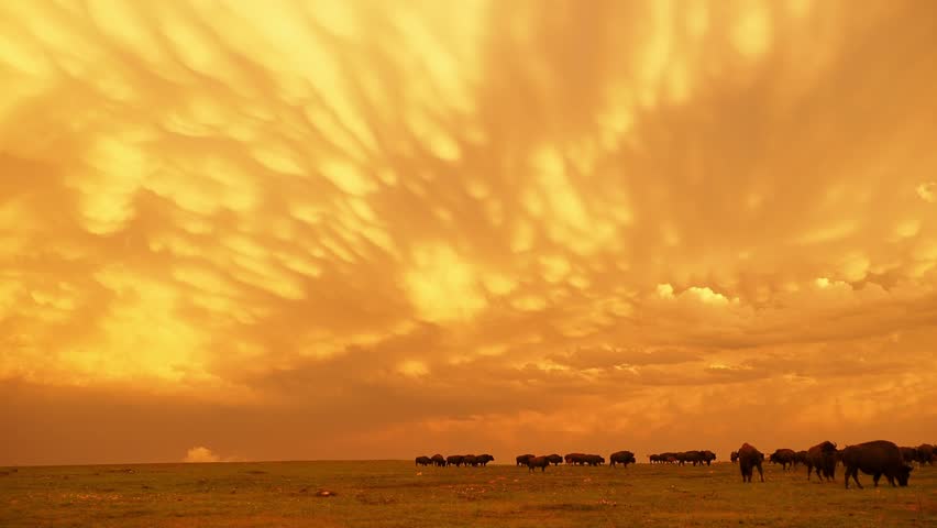 Sunset view of beautiful clouds and many bison walking in Wichita Mountains National Wildlife Refuge at Oklahoma
