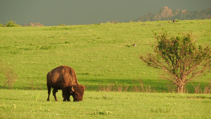 Close up shot of cute Bison in Wichita Mountains National Wildlife Refuge at Oklahoma