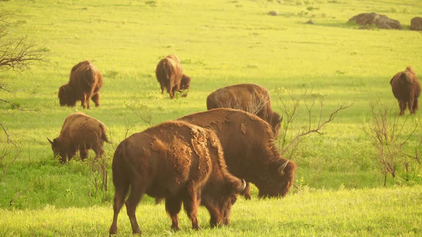 Close up shot of cute Bison in Wichita Mountains National Wildlife Refuge at Oklahoma