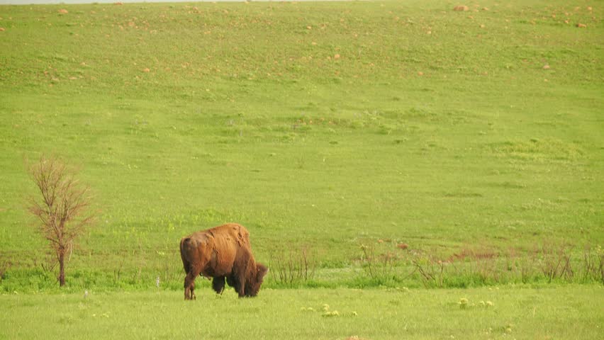 Close up shot of cute Bison in Wichita Mountains National Wildlife Refuge at Oklahoma