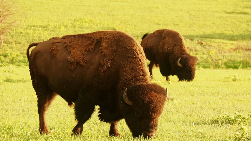 Close up shot of cute Bison in Wichita Mountains National Wildlife Refuge at Oklahoma Royalty-Free Stock Footage #1104942255
