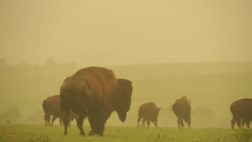 Close up shot of many bison walking in rain in Wichita Mountains National Wildlife Refuge at Oklahoma