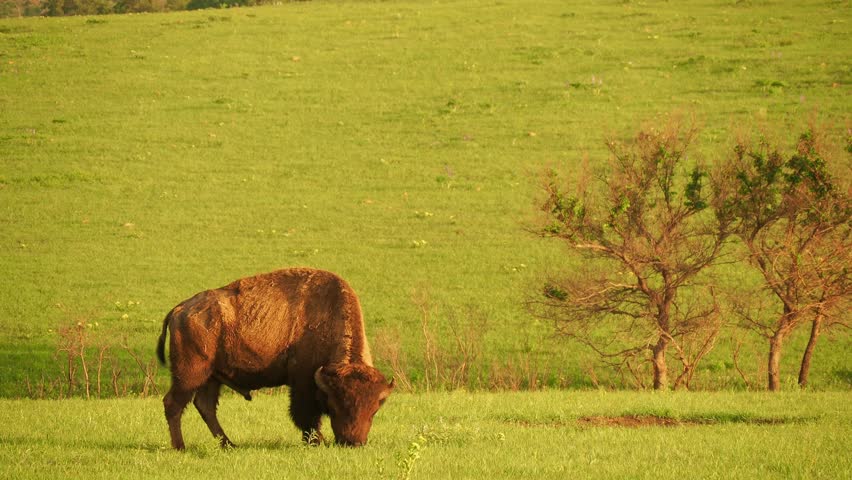 Close up shot of cute Bison in Wichita Mountains National Wildlife Refuge at Oklahoma