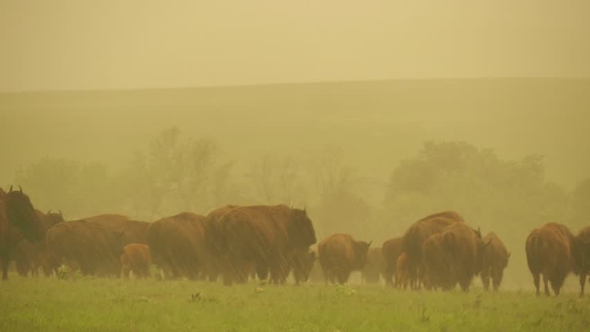 Close up shot of many bison walking in rain in Wichita Mountains National Wildlife Refuge at Oklahoma