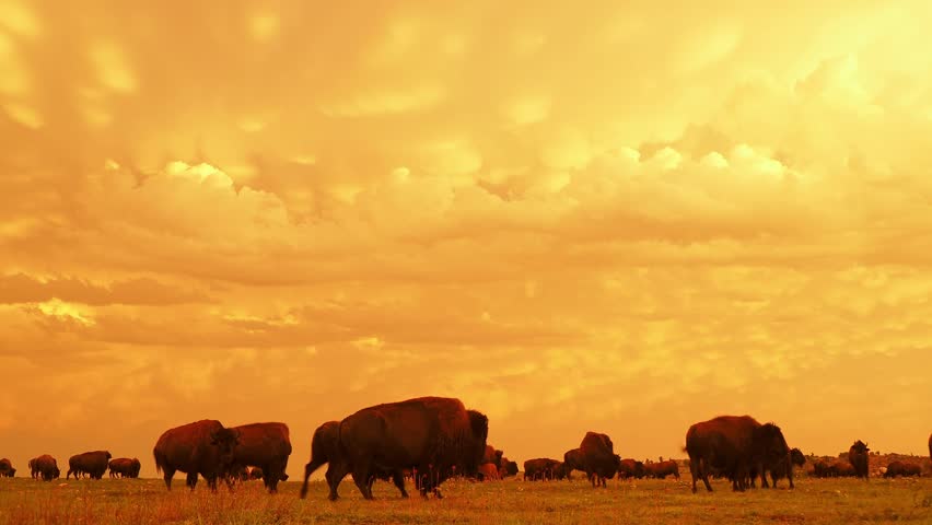 Sunset view of beautiful clouds and many bison walking in Wichita Mountains National Wildlife Refuge at Oklahoma