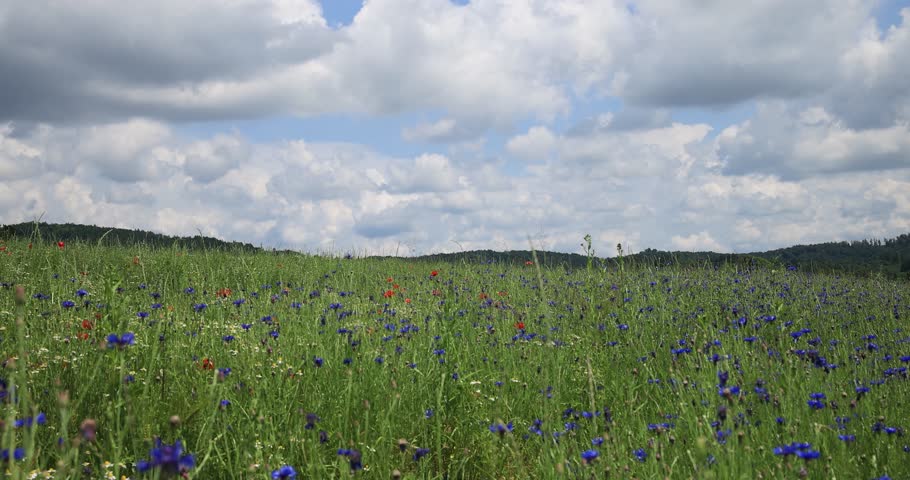 Timelapse cumulus clouds over the cornflower field