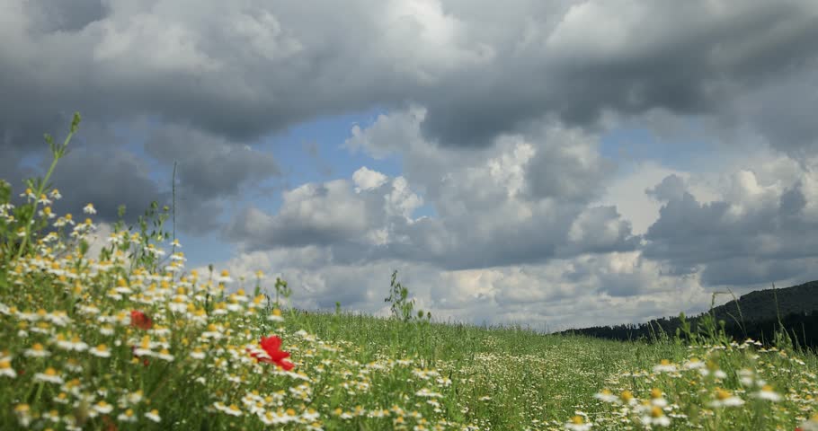 Timelapse cumulus clouds over a field of daisies