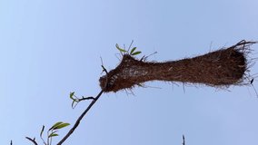 Oropendola or Conoto bird building a nest on a tree branch. Animal themes