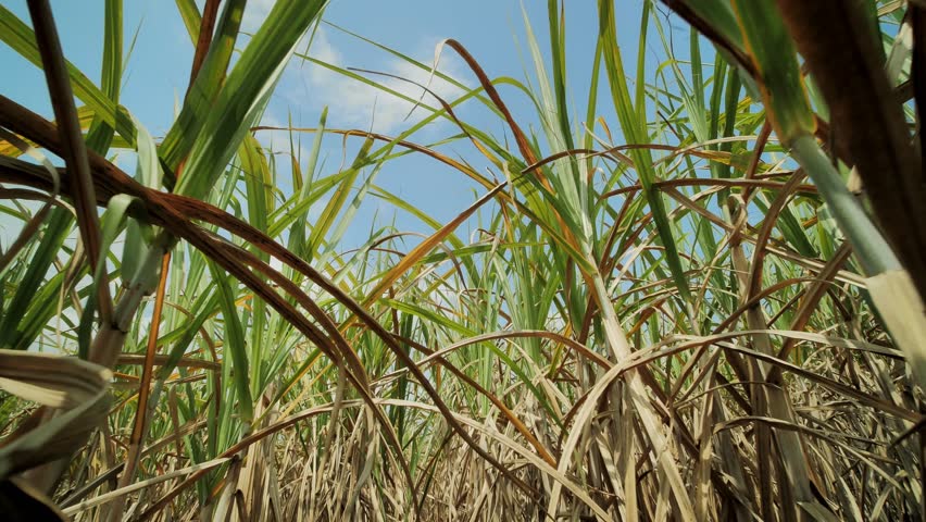 Sugarcane field Brazil agriculture in sunny day dolly shot from green tillage