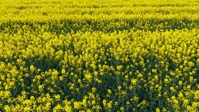 Blooming rapeseed field on a sunny day. Flying above stunning yellow rape fields in spring. Vegetable raw materials for biofuel production - biodiesel. Slow motion video,