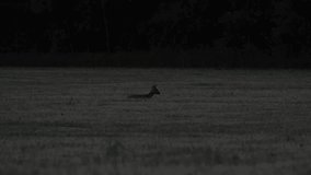 Night time wildlife video of Roe Deer sits, and then gets up and runs back bouncing.