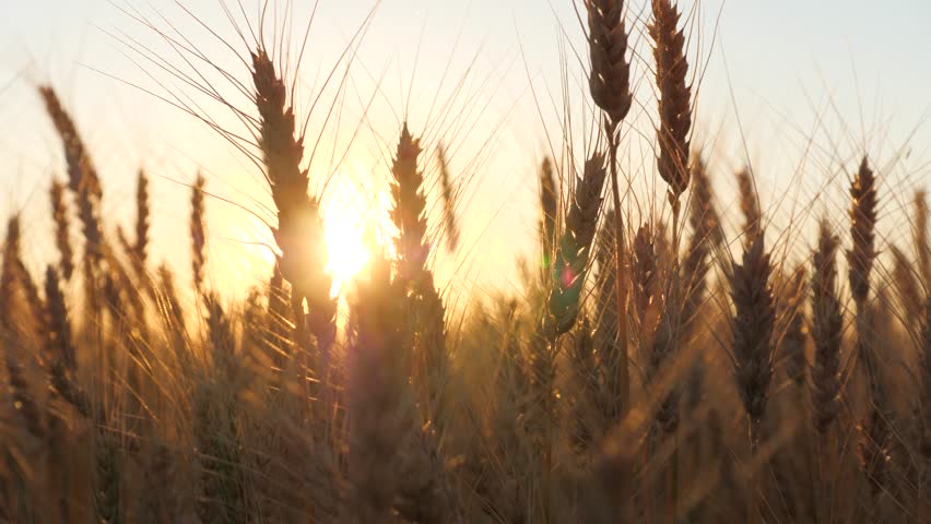 ears golden wheat sunset field. farming, agriculture farm. ears wheat field sky summer farm, under warm sun thick barley field, wheat field during sunset, agribusiness concepts, golden agricultural Royalty-Free Stock Footage #1104951285