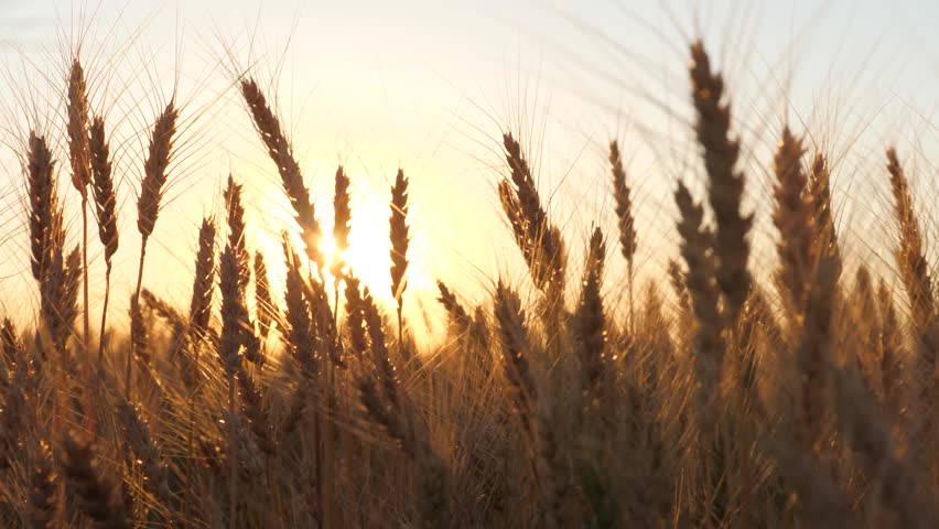 ears golden wheat sunset field. farming, agriculture farm. ears wheat field sky summer farm, under warm sun thick barley field, wheat field during sunset, agribusiness concepts, golden agricultural