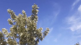 a video of a tree against the sky as background, summer time weather, climate change concept, tree swaying to winds  during summer