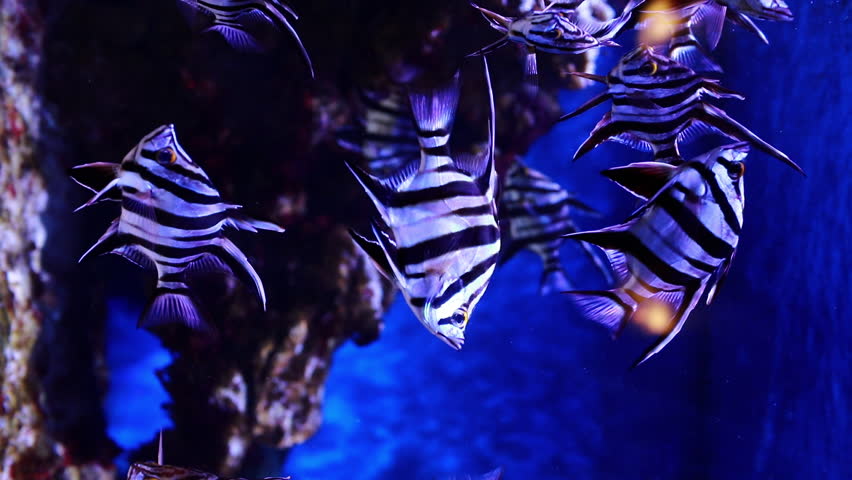 Group of Enoplosus armatus or old wives, is a species of perciform australian tropical fishes swimming in aquarium with bright blue light. Black and white striped fishes in artificial environment. | Shutterstock HD Video #1104952431