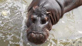 Hippopotamus video shot in 4K quality
